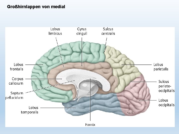 Großhirnlappen von medial 