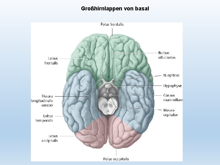 Großhirnlappen von basal 