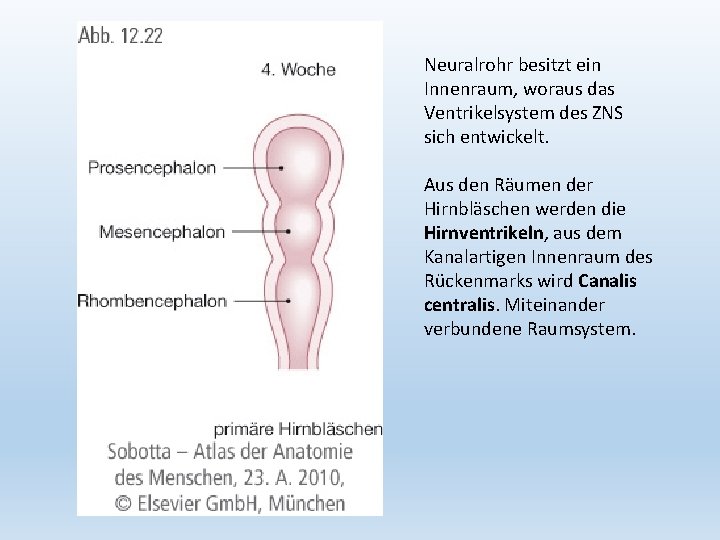 Neuralrohr besitzt ein Innenraum, woraus das Ventrikelsystem des ZNS sich entwickelt. Aus den Räumen