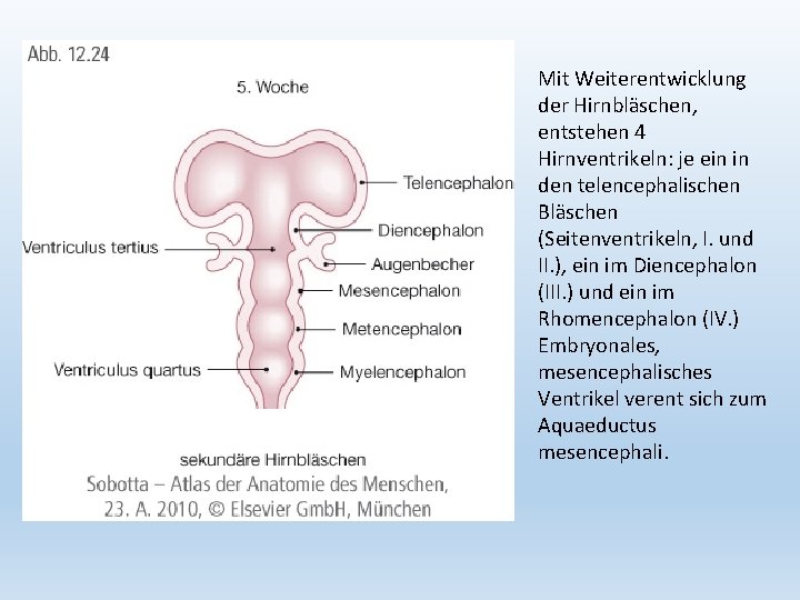 Mit Weiterentwicklung der Hirnbläschen, entstehen 4 Hirnventrikeln: je ein in den telencephalischen Bläschen (Seitenventrikeln,