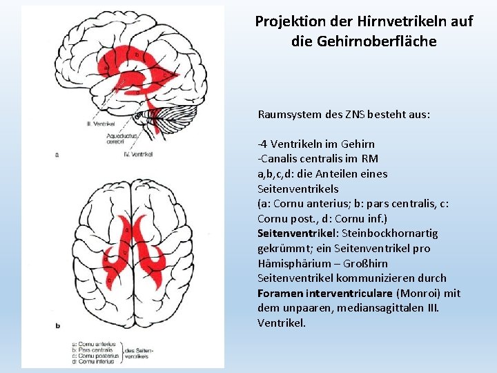 Projektion der Hirnvetrikeln auf die Gehirnoberfläche Raumsystem des ZNS besteht aus: -4 Ventrikeln im
