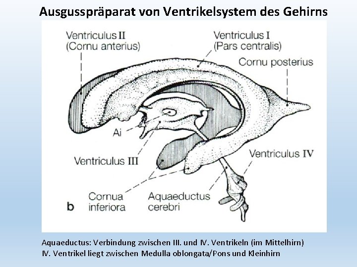 Ausgusspräparat von Ventrikelsystem des Gehirns Aquaeductus: Verbindung zwischen III. und IV. Ventrikeln (im Mittelhirn)