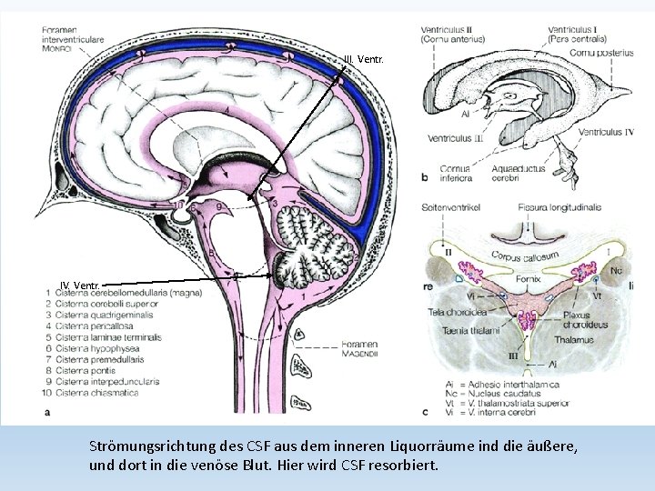 III. Ventr. IV. Ventr. Strömungsrichtung des CSF aus dem inneren Liquorräume ind die äußere,