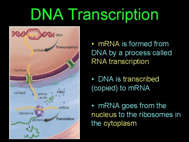 DNA Transcription • m. RNA is formed from DNA by a process called RNA