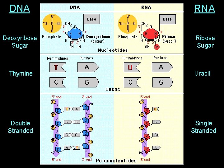 DNA RNA Deoxyribose Sugar Ribose Sugar Thymine Uracil Double Stranded Single Stranded 