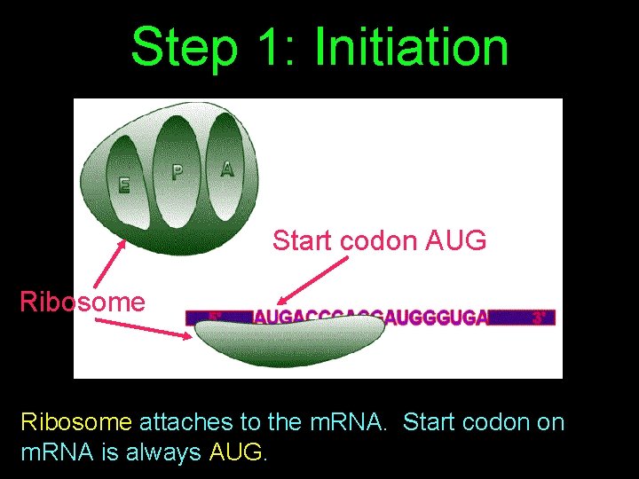 Step 1: Initiation Start codon AUG Ribosome attaches to the m. RNA. Start codon