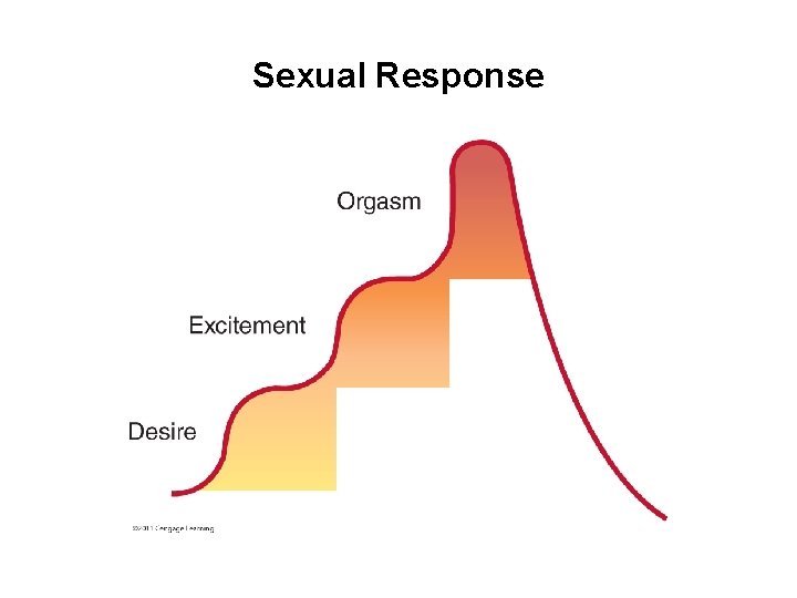 Sexual Response 
