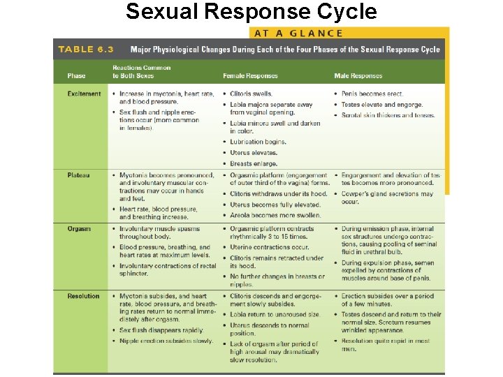 Sexual Response Cycle 