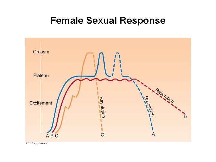 Female Sexual Response 