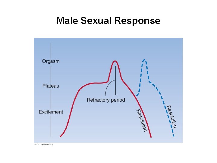 Male Sexual Response 