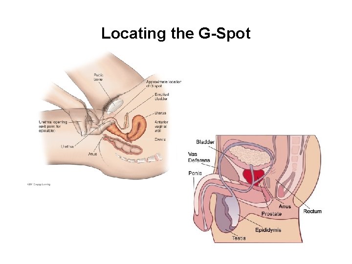 Locating the G-Spot 