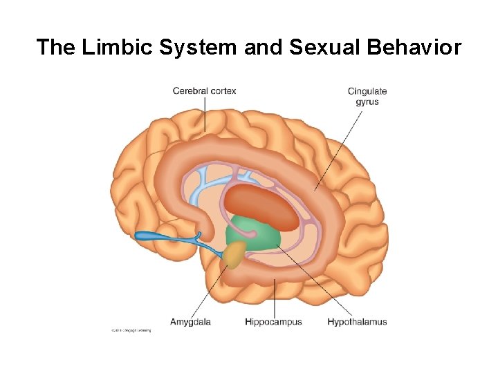 The Limbic System and Sexual Behavior 