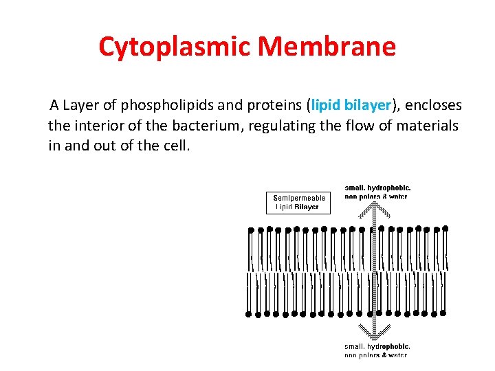 Cytoplasmic Membrane A Layer of phospholipids and proteins (lipid bilayer), encloses the interior of