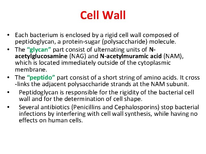 Cell Wall • Each bacterium is enclosed by a rigid cell wall composed of