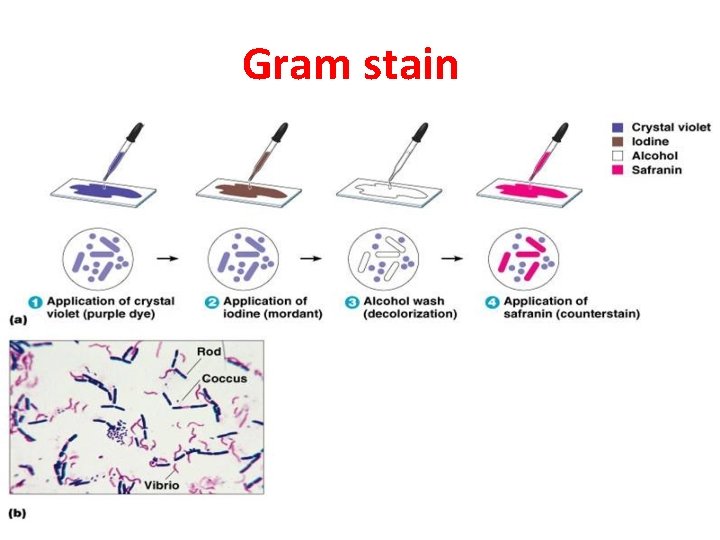 Gram stain 