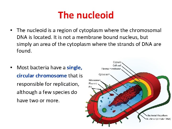 The nucleoid • The nucleoid is a region of cytoplasm where the chromosomal DNA
