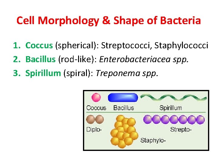 Cell Morphology & Shape of Bacteria 1. Coccus (spherical): Streptococci, Staphylococci 2. Bacillus (rod-like):