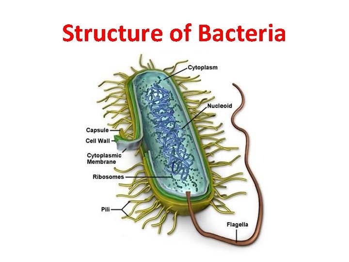 Structure of Bacteria 