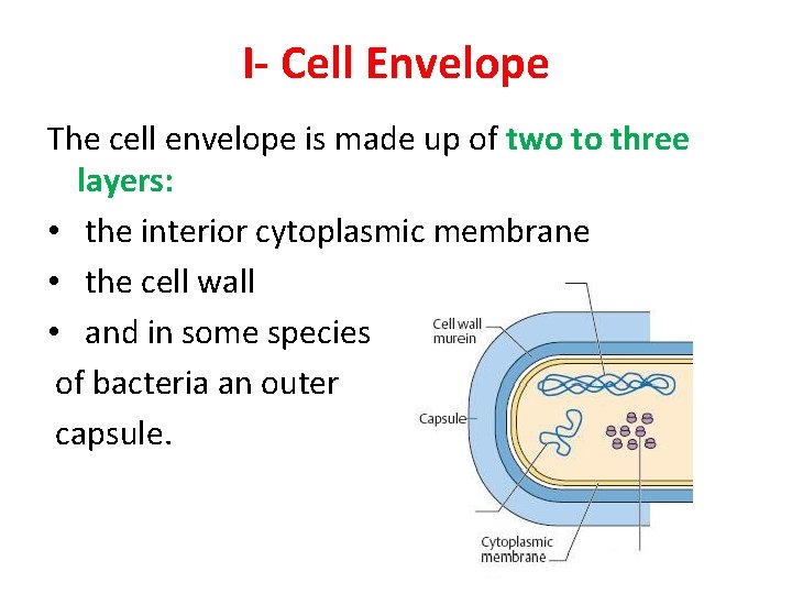 I- Cell Envelope The cell envelope is made up of two to three layers: