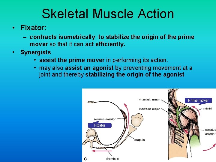 Skeletal Muscle Action • Fixator: – contracts isometrically to stabilize the origin of the