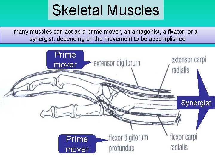 Skeletal Muscles many muscles can act as a prime mover, an antagonist, a fixator,