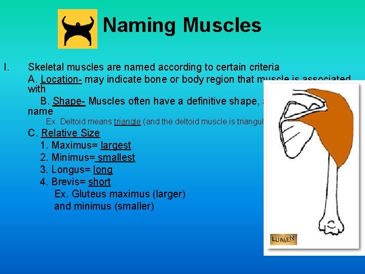Naming Muscles I. Skeletal muscles are named according to certain criteria A. Location- may
