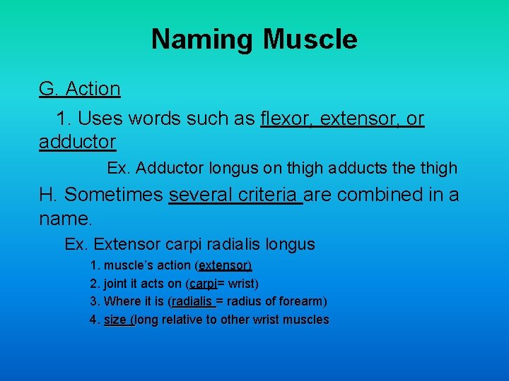 Naming Muscle G. Action 1. Uses words such as flexor, extensor, or adductor Ex.