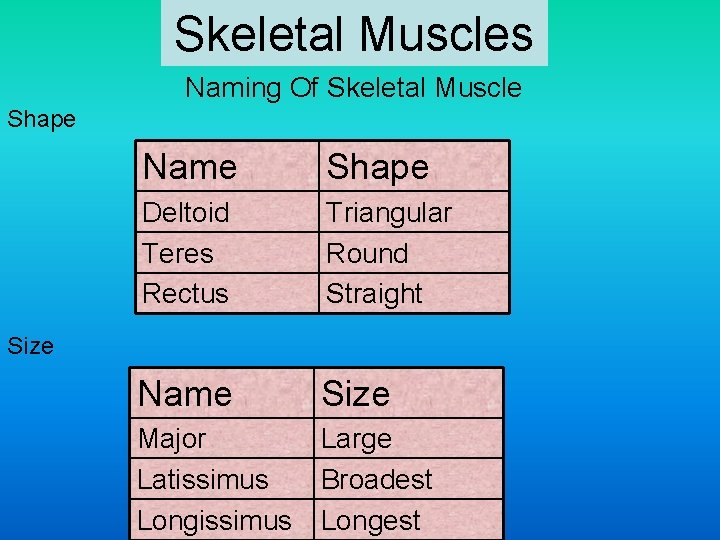 Skeletal Muscles Naming Of Skeletal Muscle Shape Name Shape Deltoid Teres Rectus Triangular Round