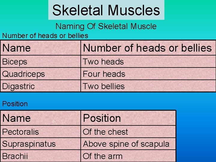 Skeletal Muscles Naming Of Skeletal Muscle Number of heads or bellies Name Number of