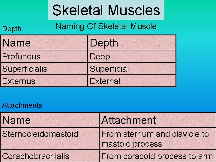 Skeletal Muscles Depth Naming Of Skeletal Muscle Name Depth Profundus Superficialis Externus Deep Superficial