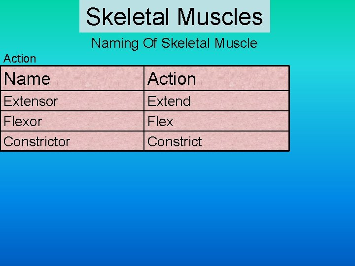 Skeletal Muscles Naming Of Skeletal Muscle Action Name Action Extensor Flexor Constrictor Extend Flex
