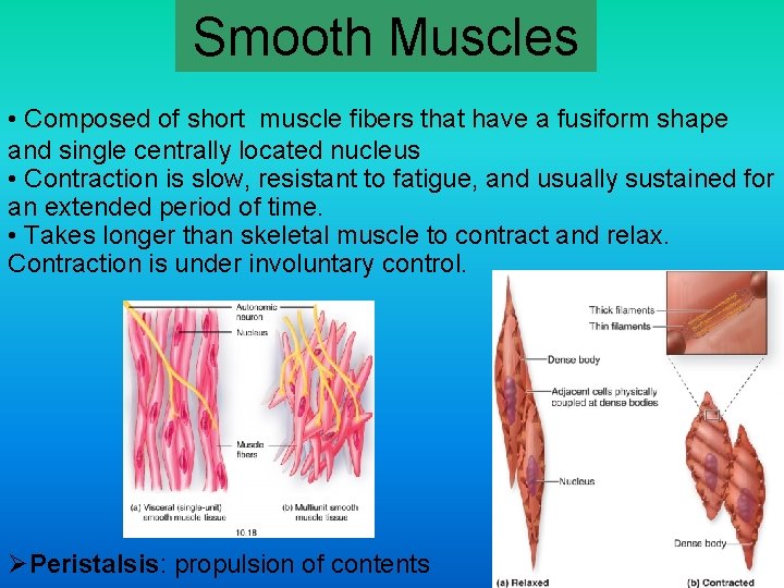 Smooth Muscles • Composed of short muscle fibers that have a fusiform shape and