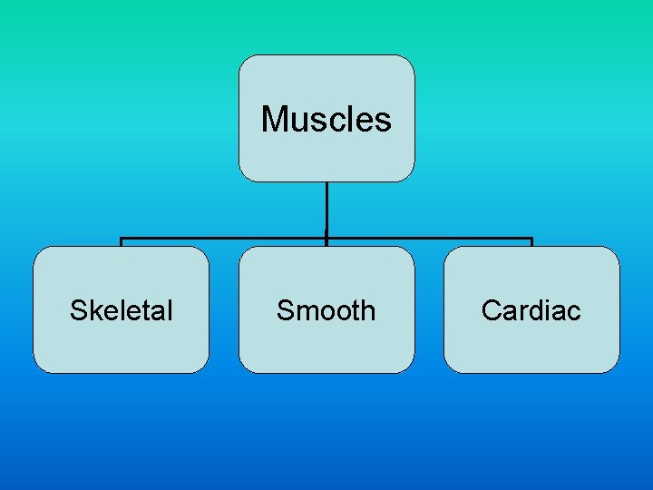 Muscles Skeletal Smooth Cardiac 