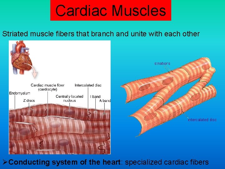 Cardiac Muscles Striated muscle fibers that branch and unite with each other ØConducting system