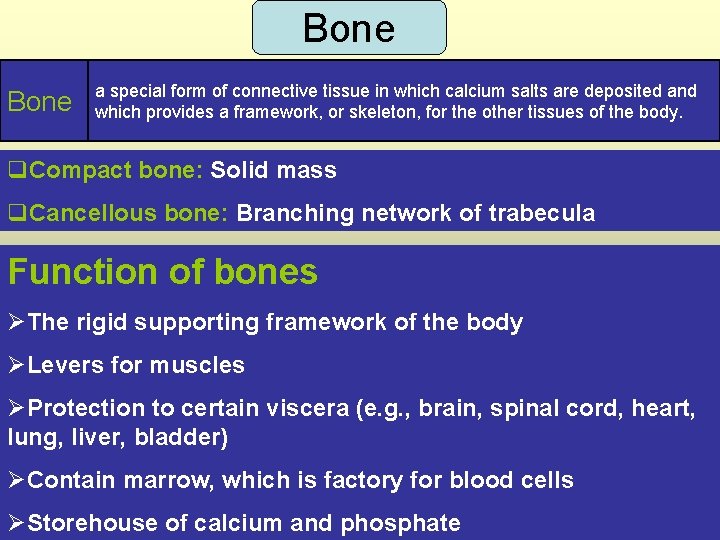 Bone a special form of connective tissue in which calcium salts are deposited and