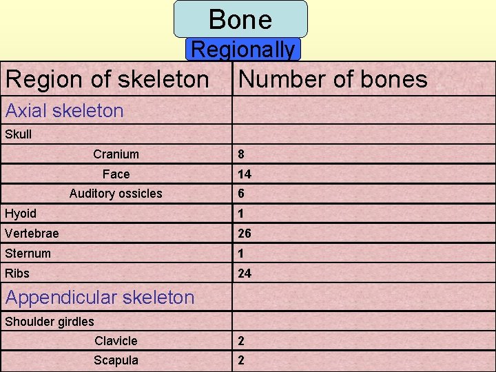 Bone Regionally Region of skeleton Number of bones Axial skeleton Skull Cranium 8 Face