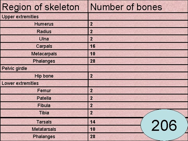 Region of skeleton Number of bones Upper extremities Humerus 2 Radius 2 Ulna 2