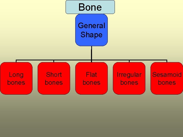 Bone General Shape Long bones Short bones Flat bones Irregular bones Sesamoid bones 
