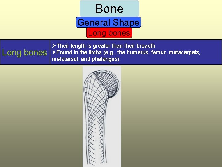 Bone General Shape Long bones ØTheir length is greater than their breadth ØFound in