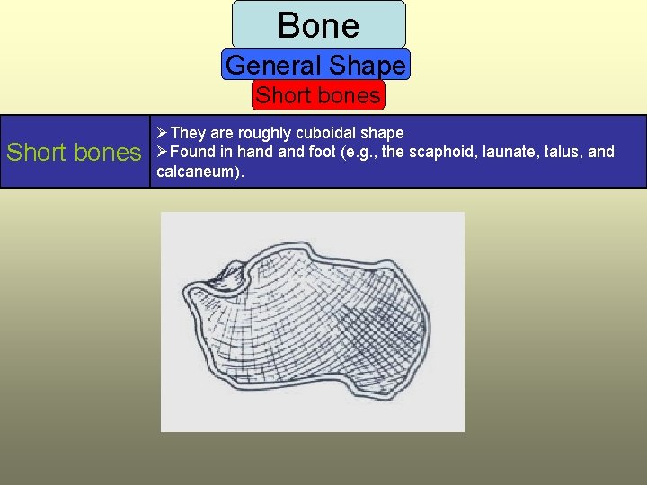 Bone General Shape Short bones ØThey are roughly cuboidal shape ØFound in hand foot