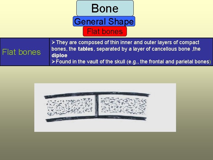 Bone General Shape Flat bones ØThey are composed of thin inner and outer layers