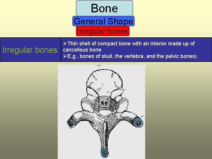 Bone General Shape Irregular bones ØThin shell of compact bone with an interior made