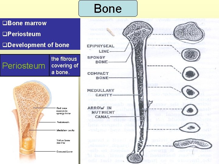 Bone q. Bone marrow q. Periosteum q. Development of bone Periosteum the fibrous covering