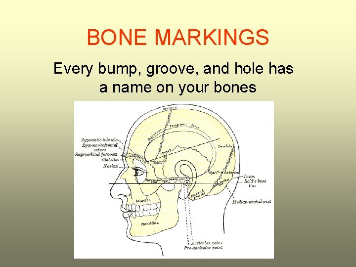 BONE MARKINGS Every bump, groove, and hole has a name on your bones 