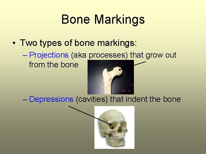 Bone Markings • Two types of bone markings: – Projections (aka processes) that grow