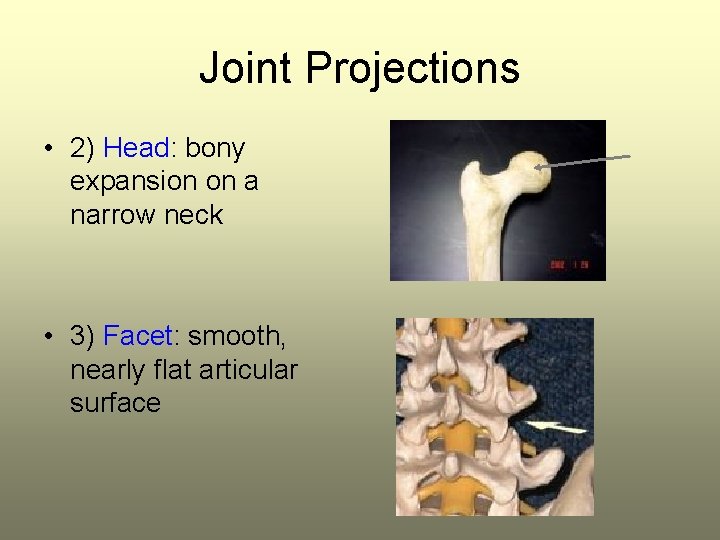 Joint Projections • 2) Head: bony expansion on a narrow neck • 3) Facet: