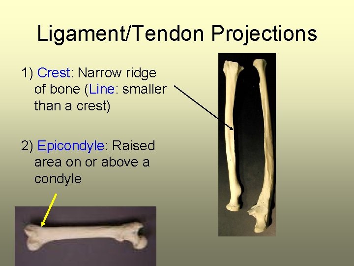 Ligament/Tendon Projections 1) Crest: Narrow ridge of bone (Line: smaller than a crest) 2)