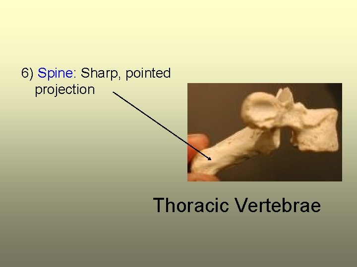 6) Spine: Sharp, pointed projection Thoracic Vertebrae 