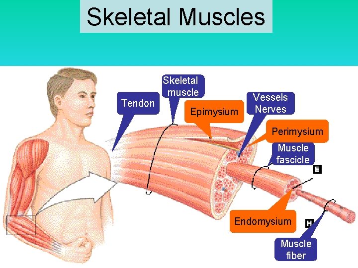 Skeletal Muscles T endon Skeletal muscle Epimysium Vessels Nerves Perimysium Muscle fascicle Endomysium Muscle