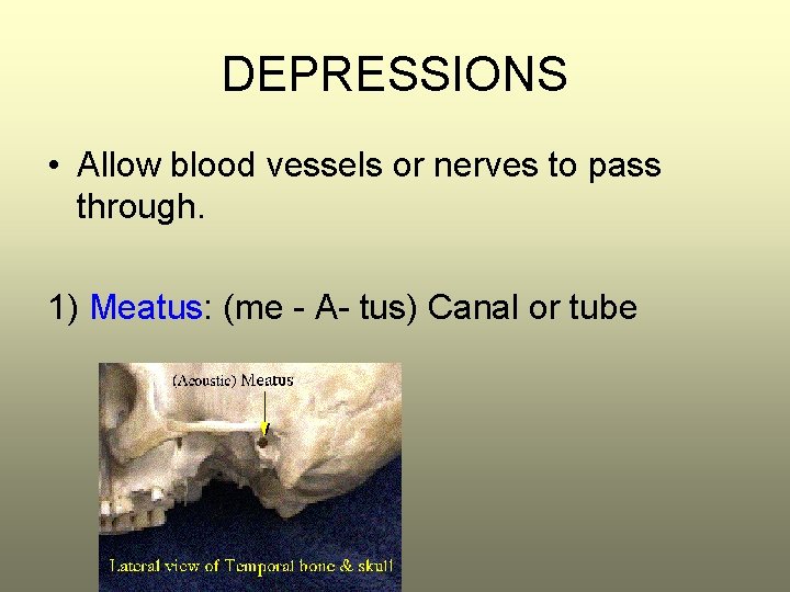 DEPRESSIONS • Allow blood vessels or nerves to pass through. 1) Meatus: (me -